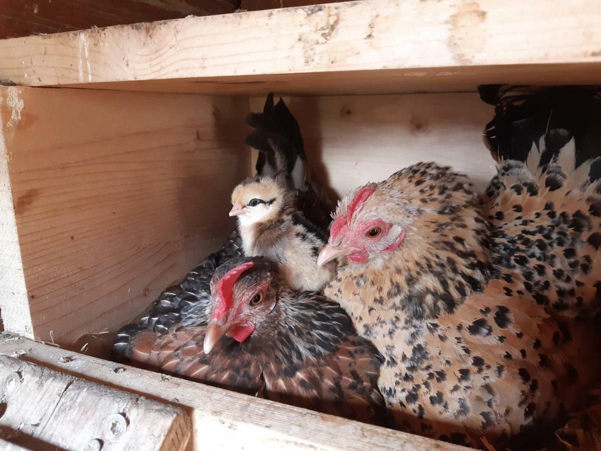 Vorderponholz Ferienwohnungen Ramsau bei Berchtesgaden Exterior foto